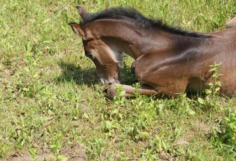بنسيون Bársonyberek Vendégház Bakony