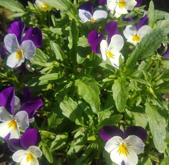 Apartment Holiday Lungötz