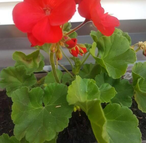 Apartment Holiday Lungötz