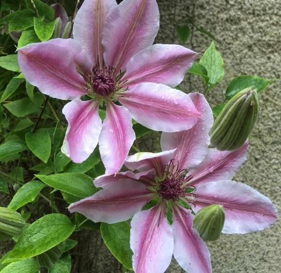 ベッドアンドブレックファースト O Harabrook Country House