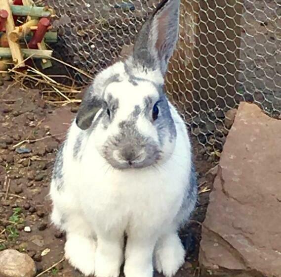 Bed and Breakfast Puffin Cottage