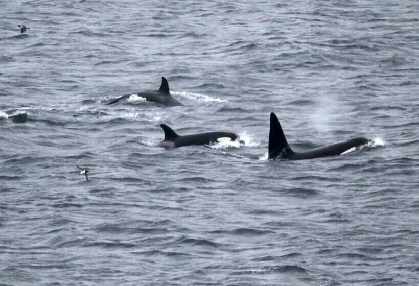 Bed and Breakfast Puffin Cottage