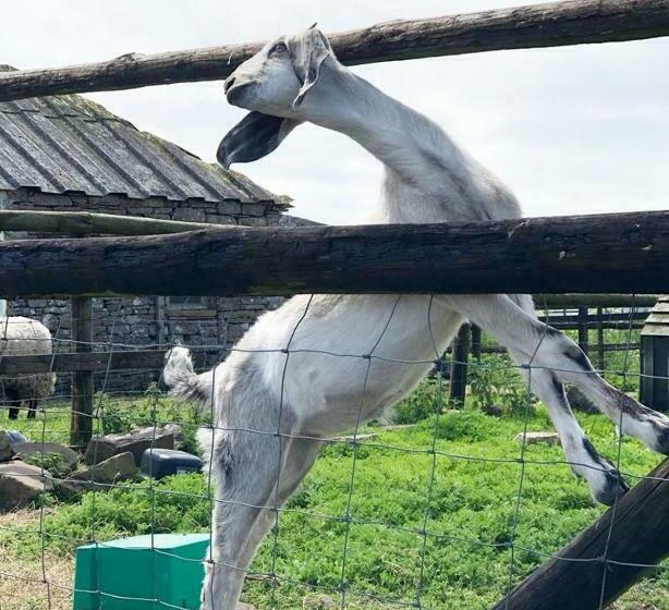 Bed and Breakfast Puffin Cottage