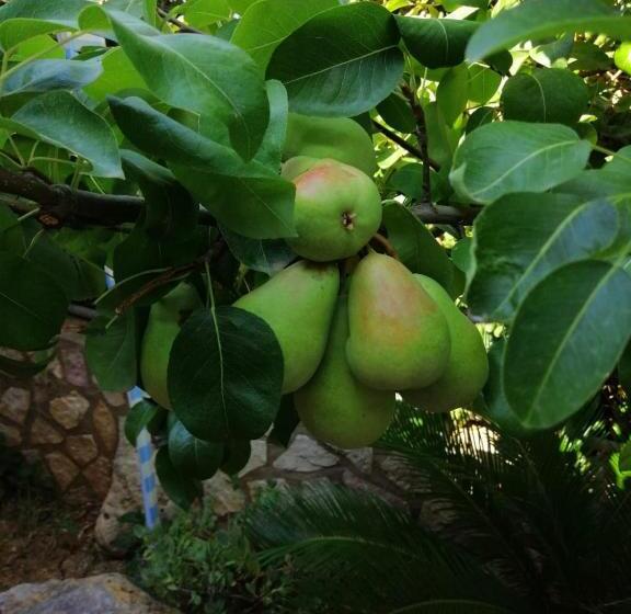 ベッドアンドブレックファースト Accussì