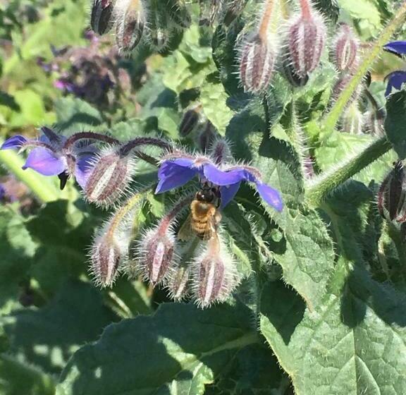 민박 La Chambre Des Buissonnats