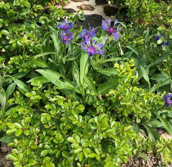 민박 Le Haut Pont De La Baie