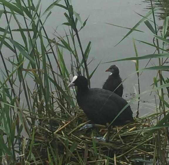 Bed and Breakfast Logies De Meerkoet