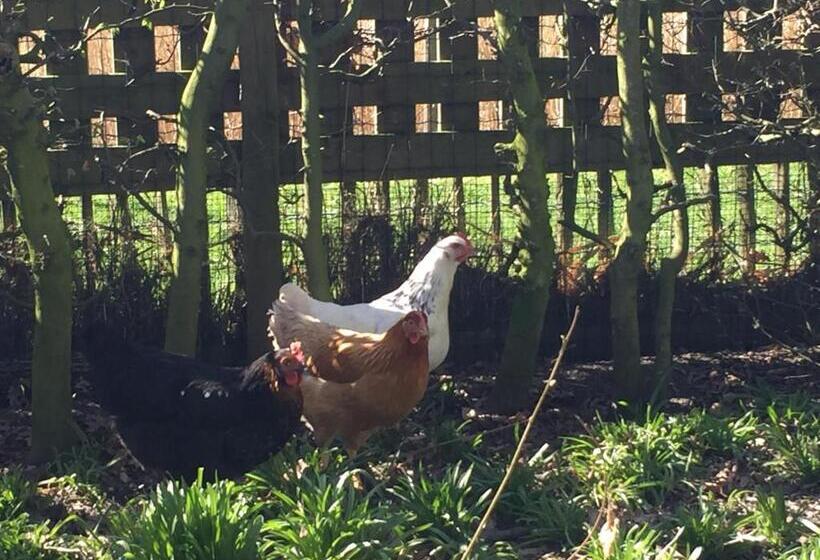 Bed and Breakfast Logies De Meerkoet