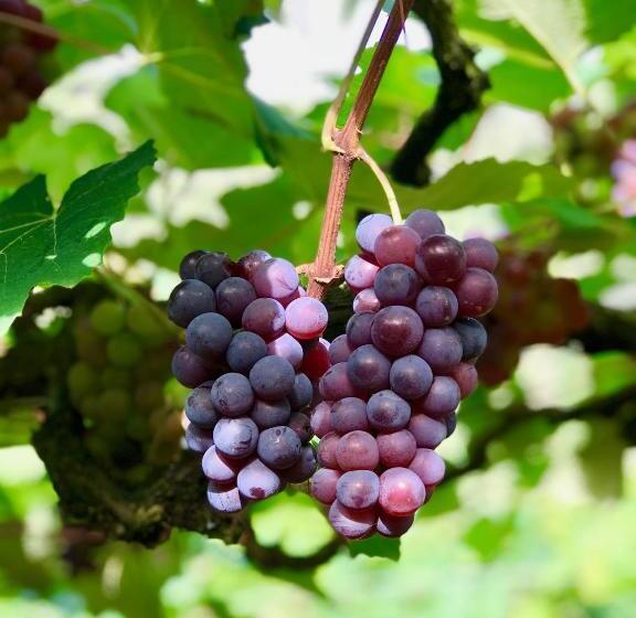 فندق Ecopousada Garten Haus