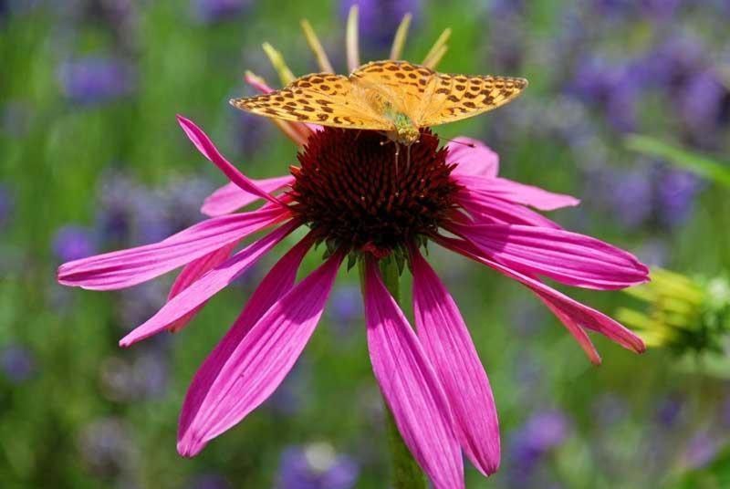 Отель Ferienhof Ammann