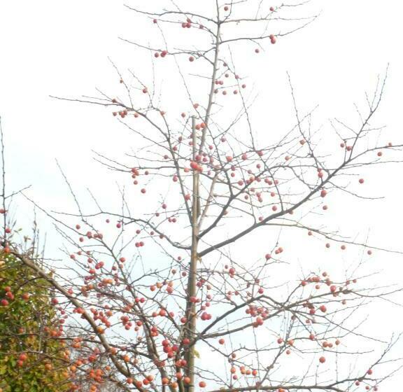 B&b En Vakantie Appartement De Glinthaar