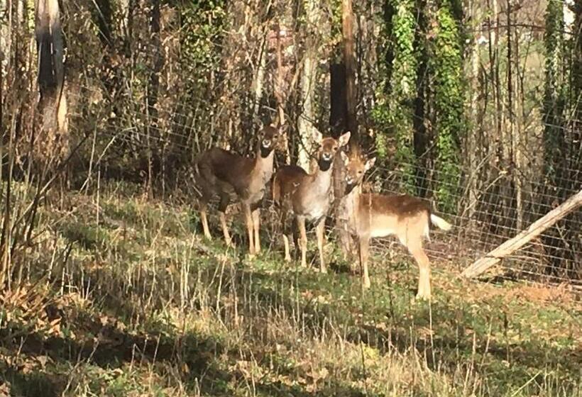 住宿加早餐  Casa Sull Albero Bocchineri