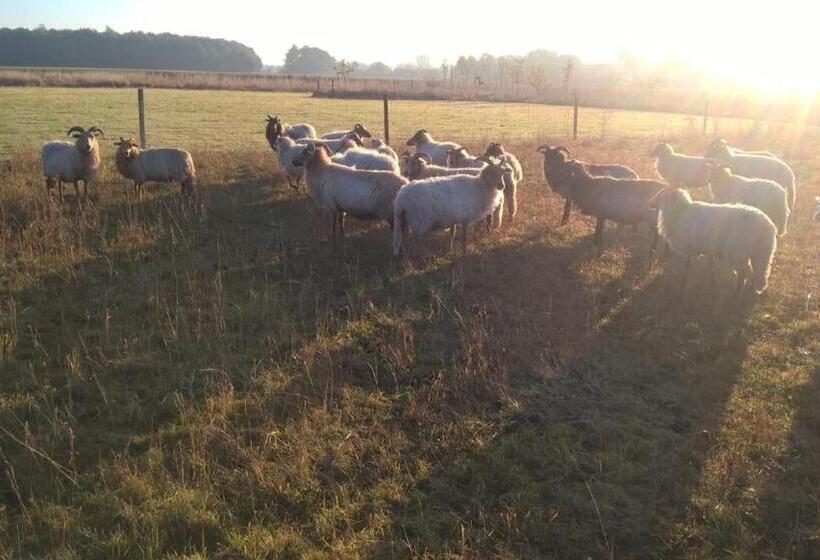 Bed and Breakfast Pipowagen Elsebein Groningen Westerwolde Unieke Ligging Met Eigen Tuin En Vrij Uitzicht Over Veld Na