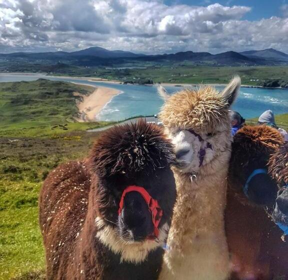 بنسيون Biddy Ban’s