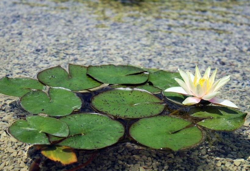 Bed and Breakfast Le Ginestre