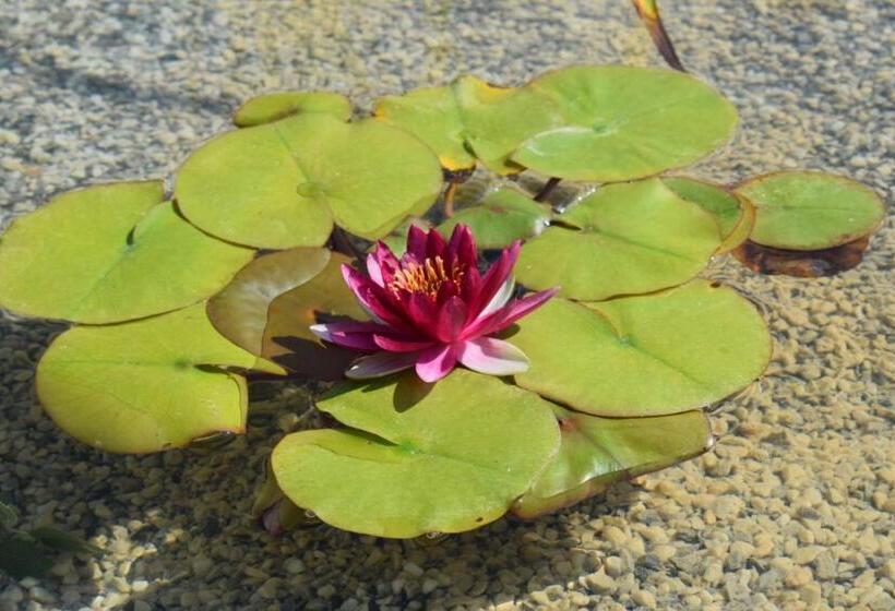 Bed and Breakfast Le Ginestre