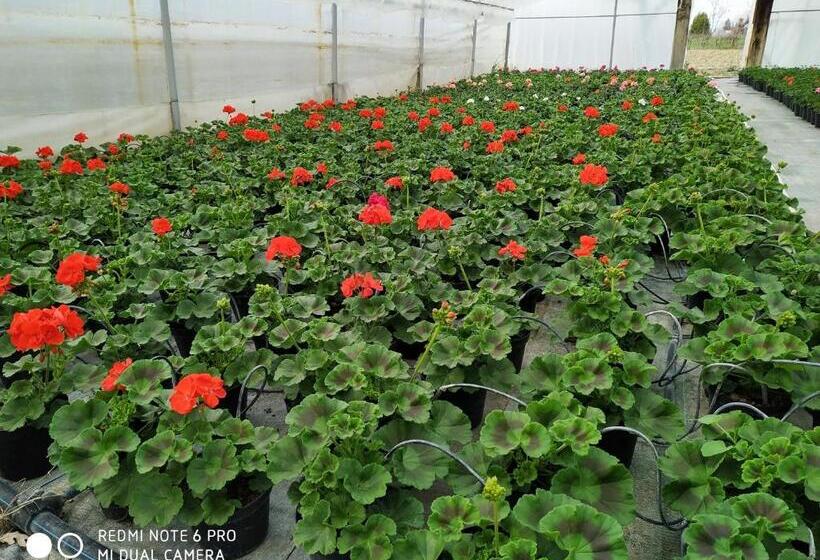 ホテル Agriturismo  Le Serre