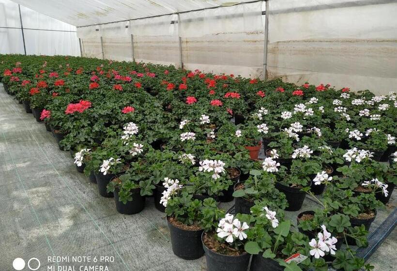 ホテル Agriturismo  Le Serre