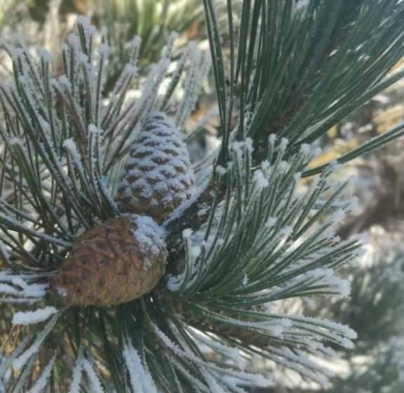 بنسيون Privat Vypka