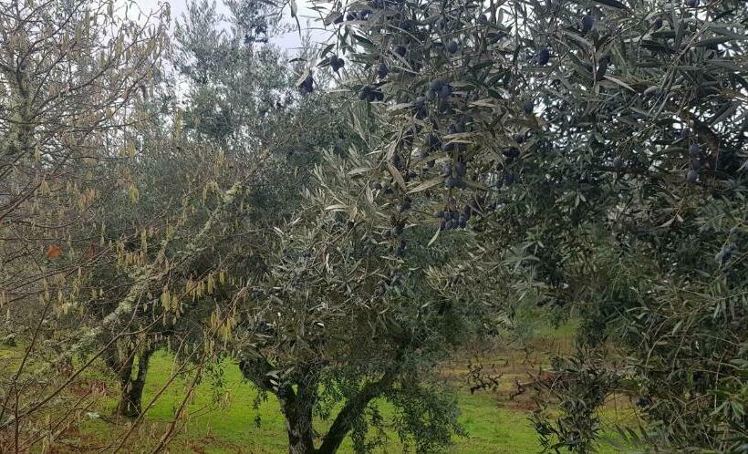 بنسيون Zn Lodge