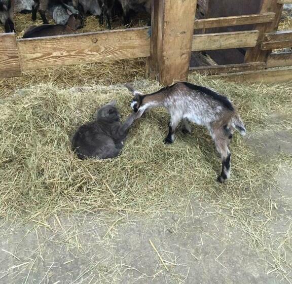 住宿加早餐  Gite Im Berg