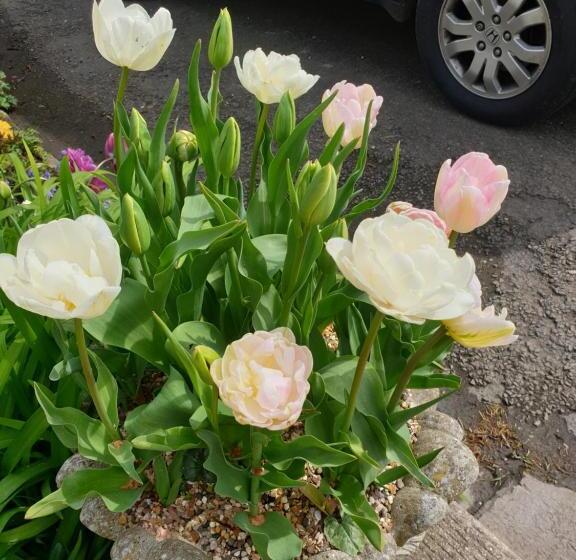 ベッドアンドブレックファースト The Millers Cottage