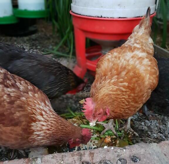 مبيت وإفطار The Millers Cottage