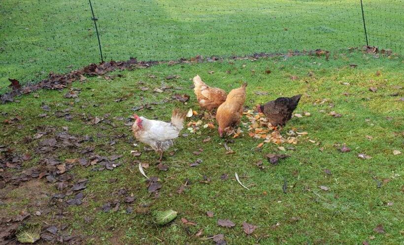 مبيت وإفطار The Millers Cottage