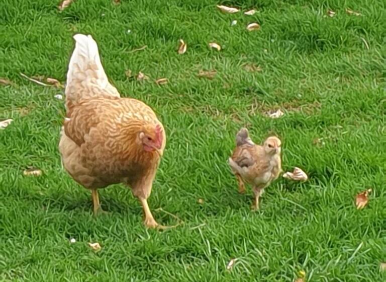 ベッドアンドブレックファースト The Millers Cottage