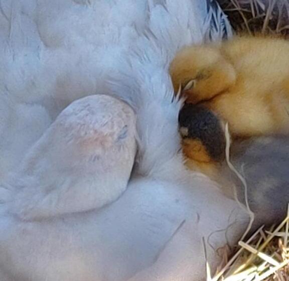 مبيت وإفطار The Millers Cottage