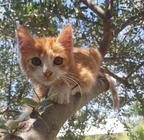 ホテル Agriturismo Petra Lucana