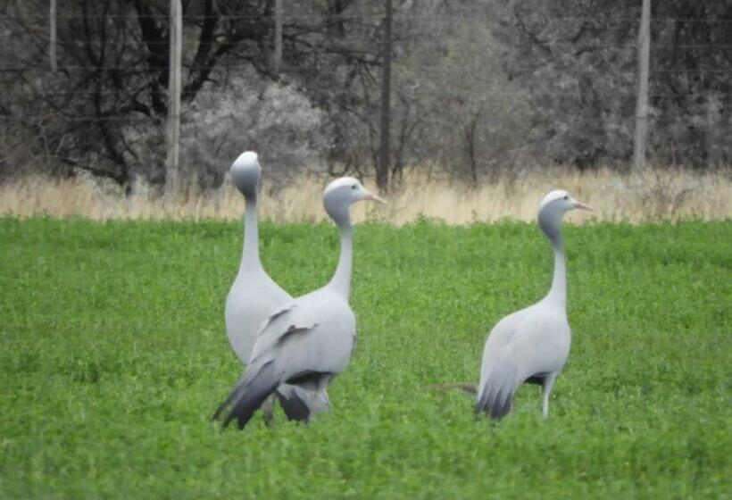 בית מלון כפרי Karri Grove Cottages