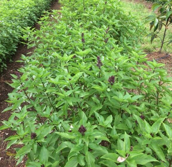 هتل The Cabins At Lvf