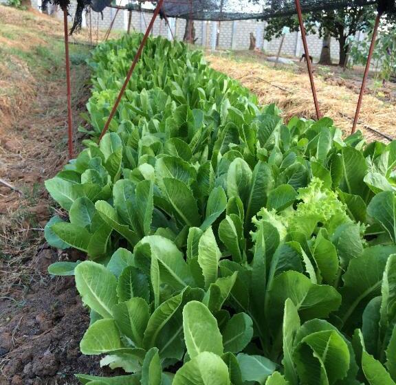 هتل The Cabins At Lvf