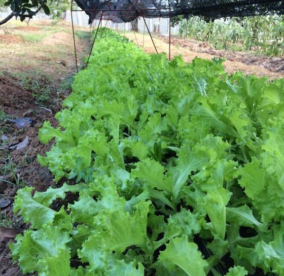 هتل The Cabins At Lvf