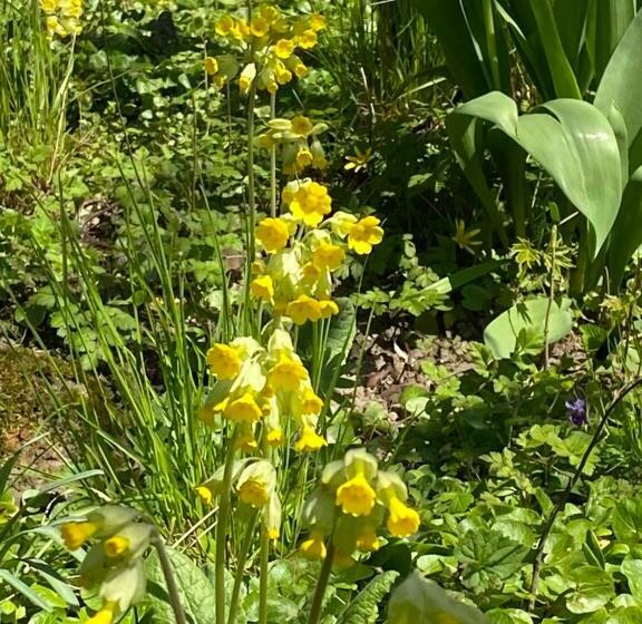 בית מלון כפרי Villa Arnold