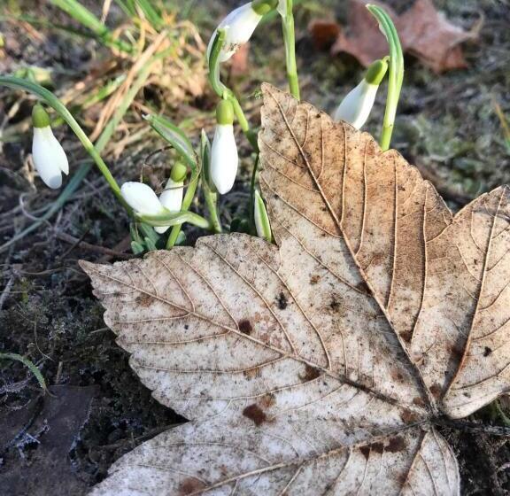 בית מלון כפרי Villa Arnold