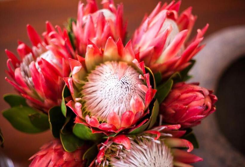 פנסיון Caledon Grace Guesthouse