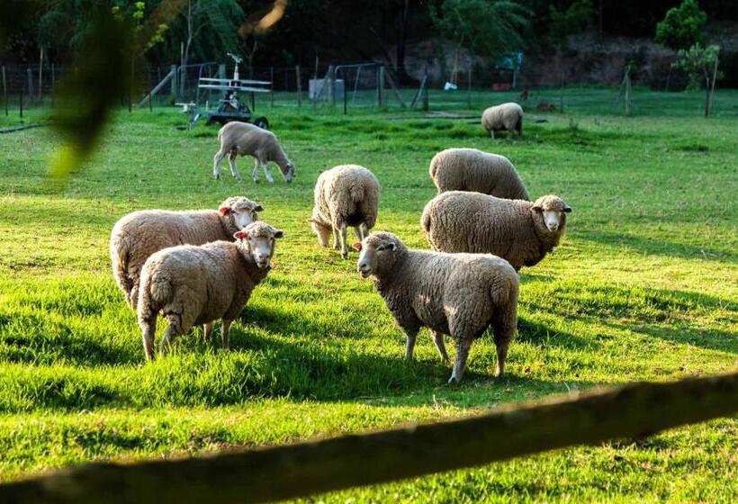 פנסיון Caledon Grace Guesthouse