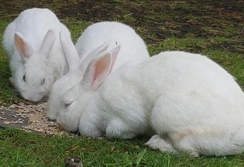 بنسيون The Base Vegan Retreat Animal Sanctuary