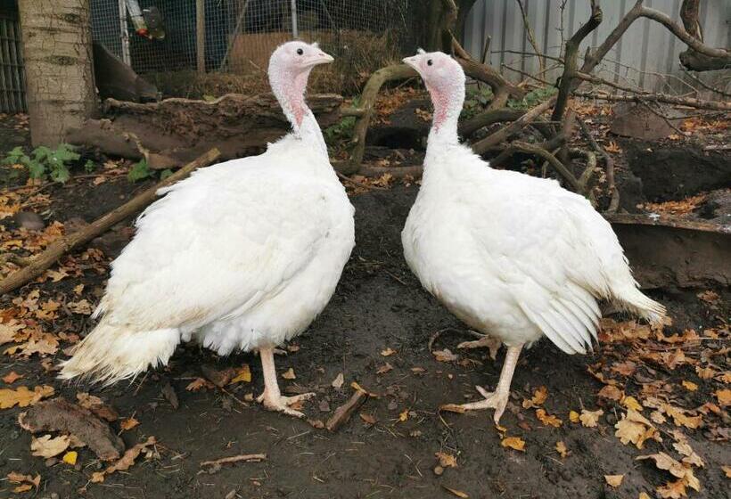 بنسيون The Base Vegan Retreat Animal Sanctuary