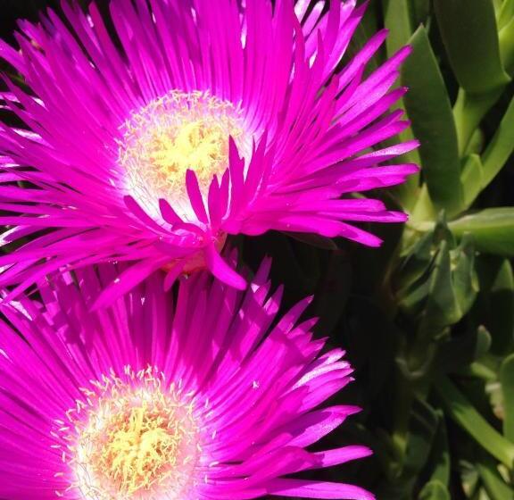 Курорт Aristoteles Holiday Hotel And Spa