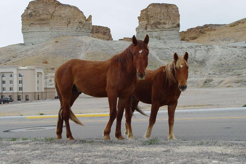 فندق Hampton Inn & Suites Green River