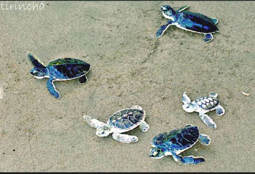 Отель Istirinchá