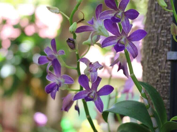 酒店 Palita Lodge Sha Plus