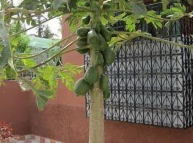 ریاض Dar Abdelkarim