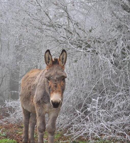 Пансион Domaine De Kernanou