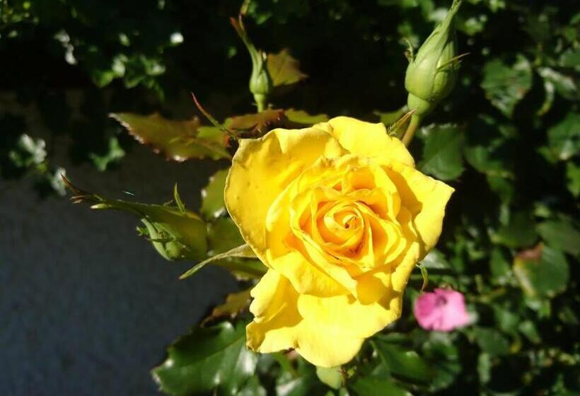 Sportpension Schober