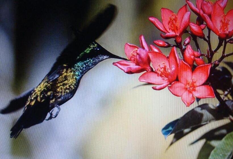 בית מלון כפרי Villa Arjuna