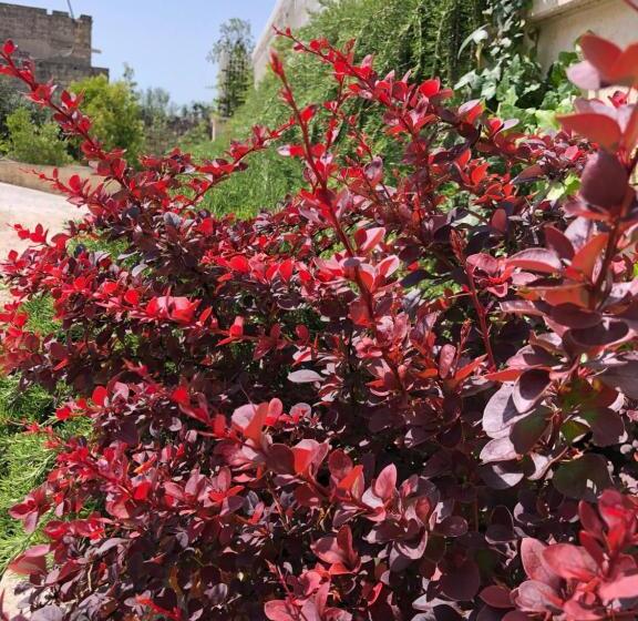 膳宿费 Ofra Matera